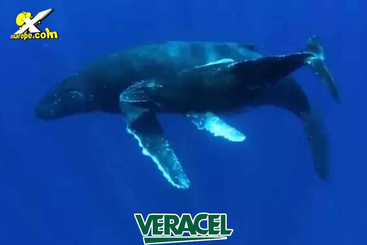 oxarope1noticia-1