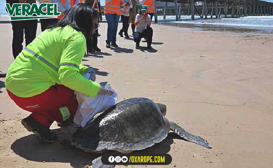 oXarope1300924noticiaveracelcapa