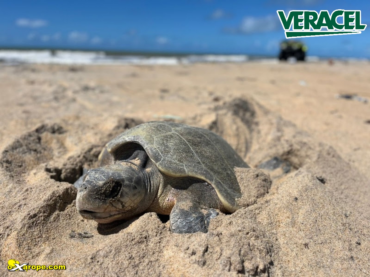 Noticia oXarope 10092501veracelmeuambiente